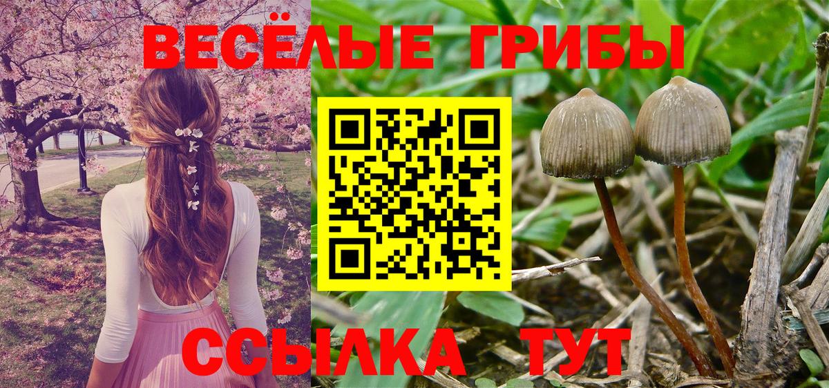 Псилоцибиновые грибы Psilocybe  Вход с VPN  Канаш 